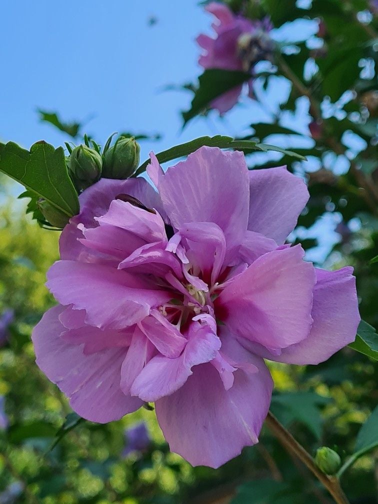 Hibiscus syriacus 'Lavender Chiffon' Katmerli Mor Ağaç Hatmi Fidanı