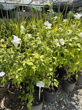 Katmerli Beyaz Ağaç Hatmi Hibiscussyriacus 'White Chiffon'