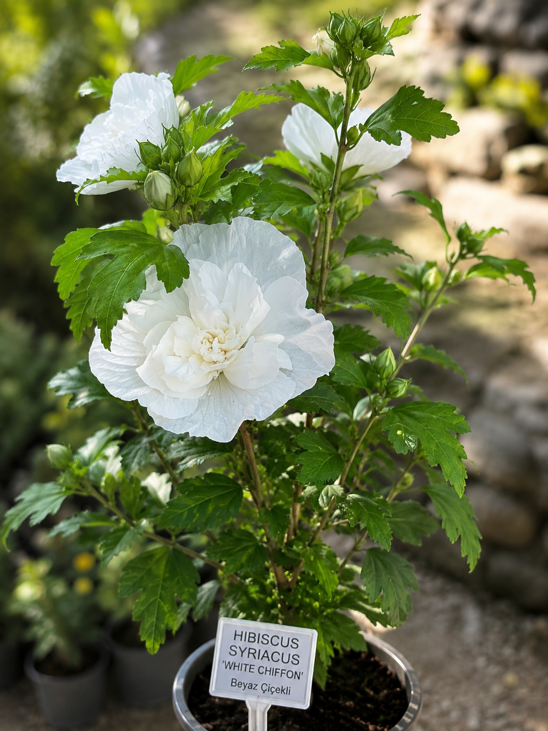 Katmerli Beyaz Ağaç Hatmi Hibiscussyriacus 'White Chiffon'