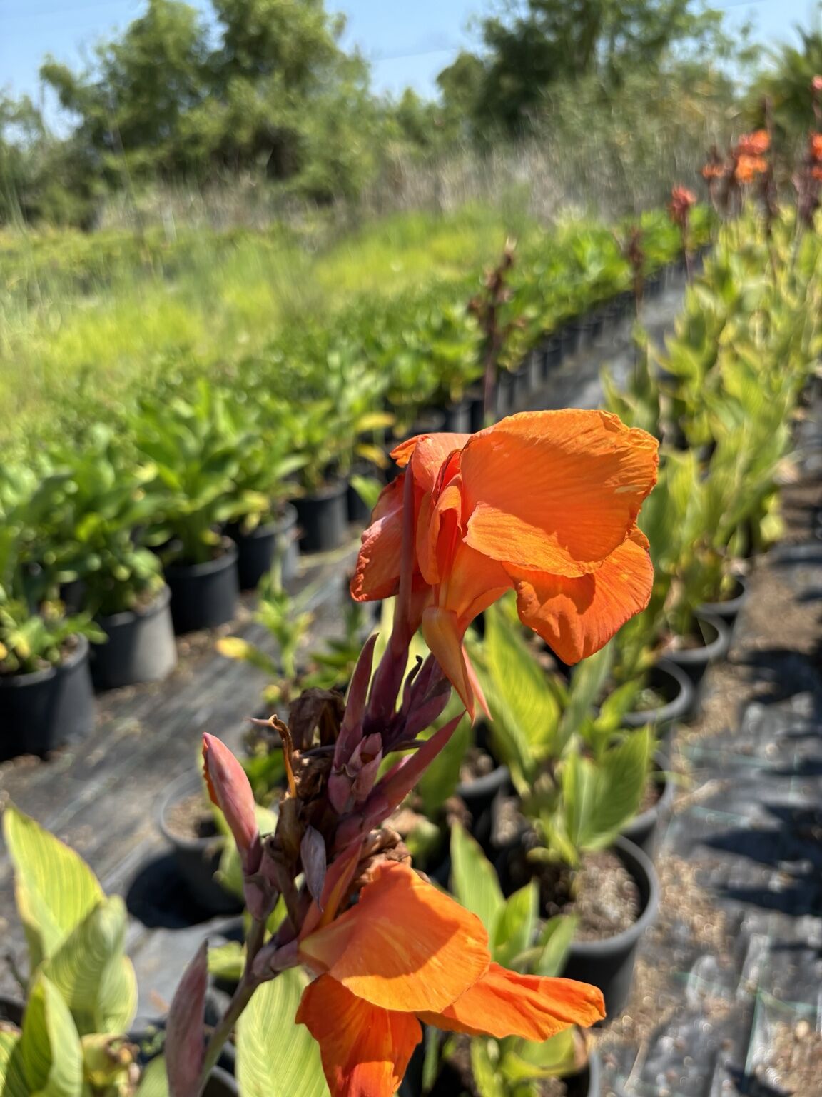 Turuncu Kana Çiçeği (Canna indica) Turuncu Çiçekli Rizomlu Süs Bitkisi
