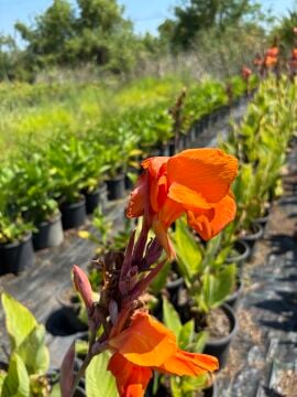 Turuncu Kana Çiçeği (Canna indica) Turuncu Çiçekli Rizomlu Süs Bitkisi