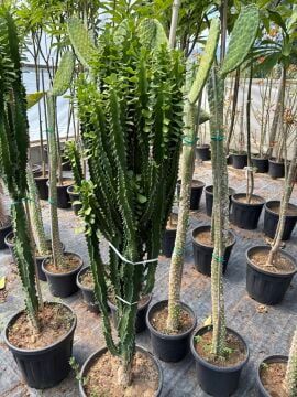 Euphorbia trigona (Afrika Süt Ağacı) Büyük Boy Saksılı Sukulent