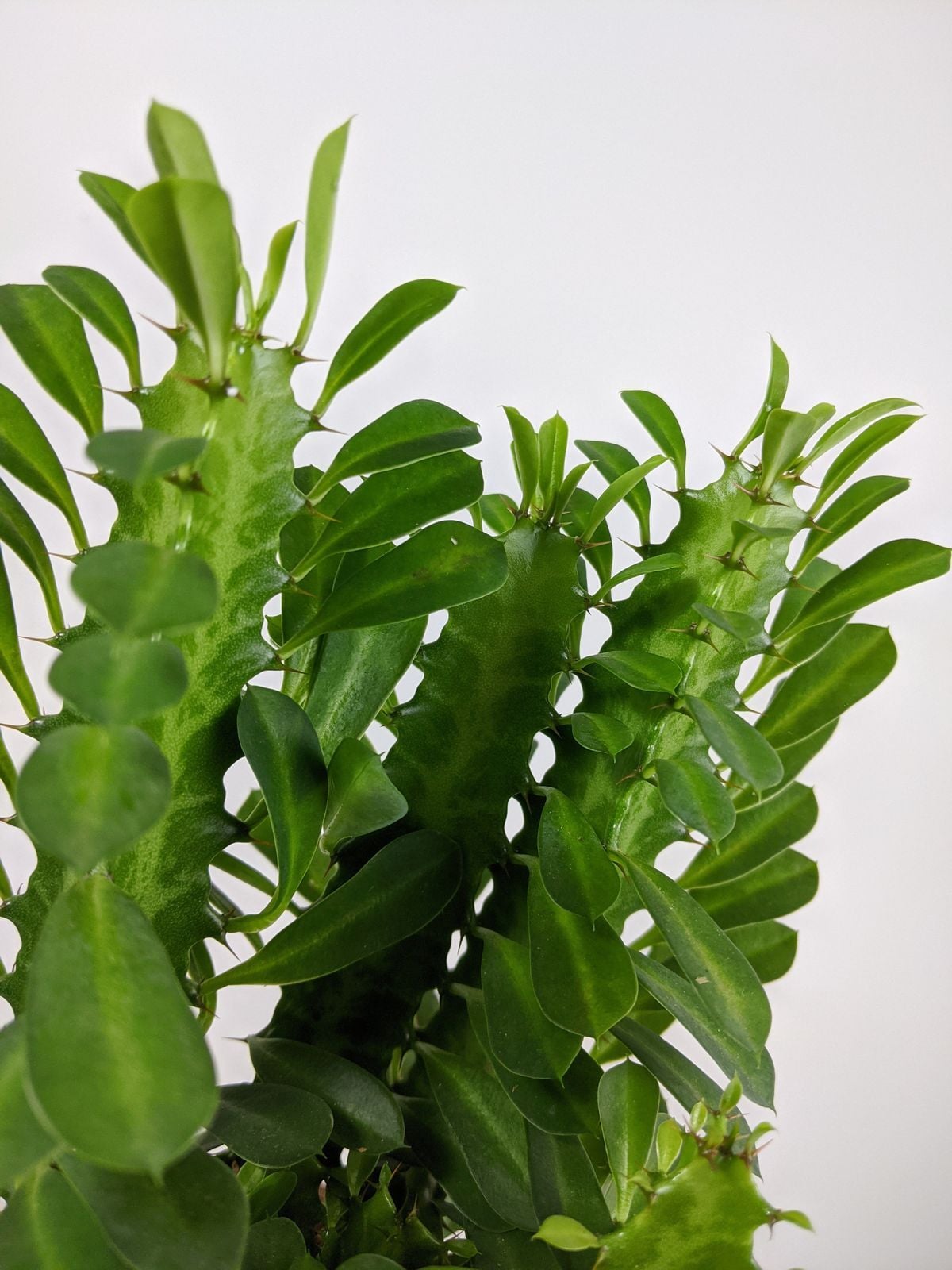 Euphorbia trigona (Afrika Süt Ağacı) Büyük Boy Saksılı Sukulent