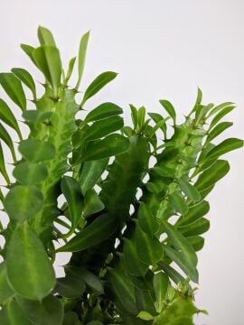 Euphorbia trigona (Afrika Süt Ağacı) Büyük Boy Saksılı Sukulent