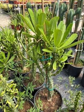Euphorbia neriifolia – Saksılı Dekoratif Sukulent