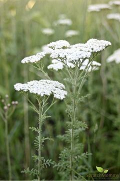Achillea millefolium (Beyaz Civanperçemi) Saksılı Çok Yıllık Bahçe Bitkisi