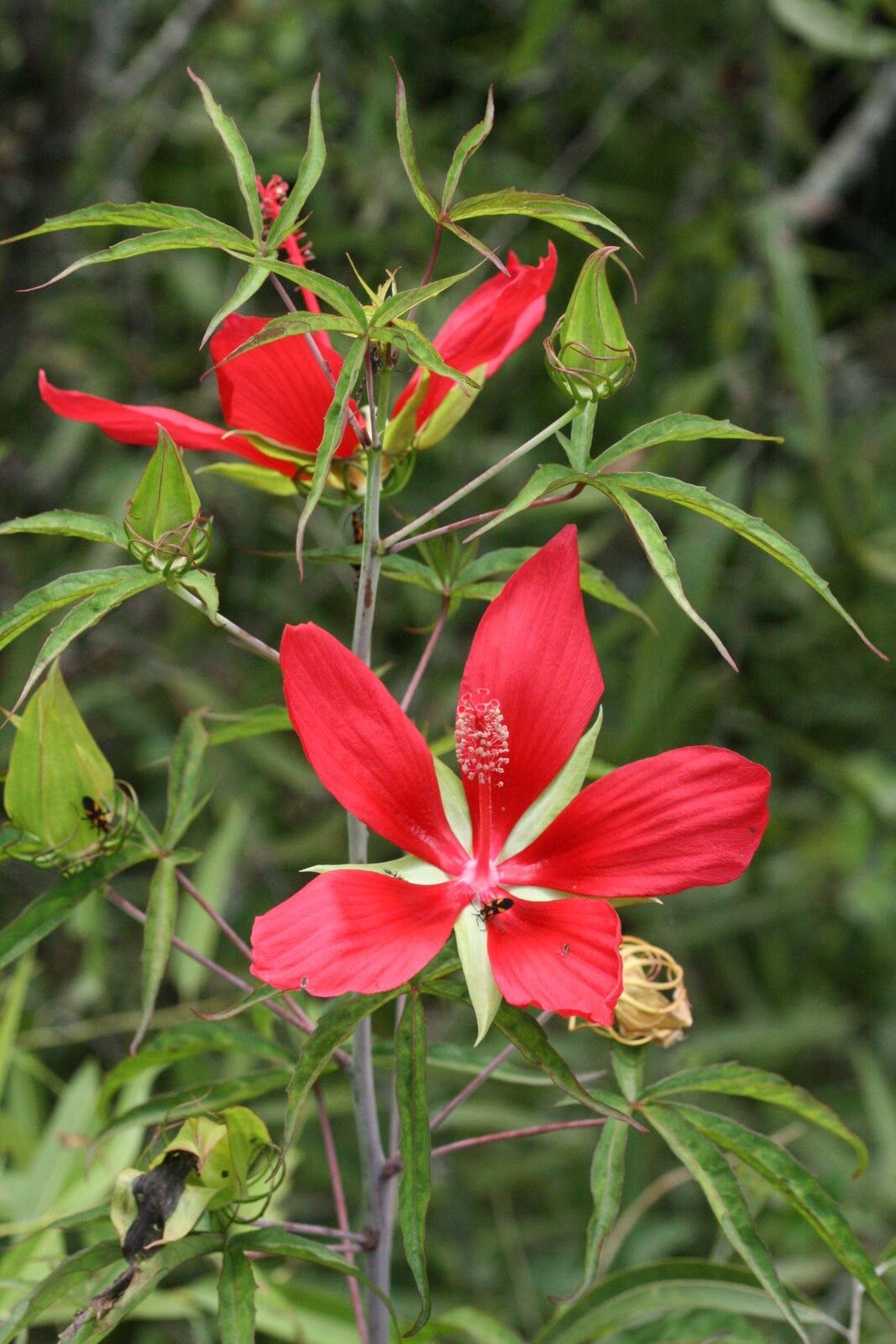 Hibiscus coccineus (Kırmızı Texas Yıldız Hibiskusu)