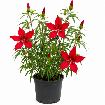 Hibiscus coccineus (Kırmızı Texas Yıldız Hibiskusu)