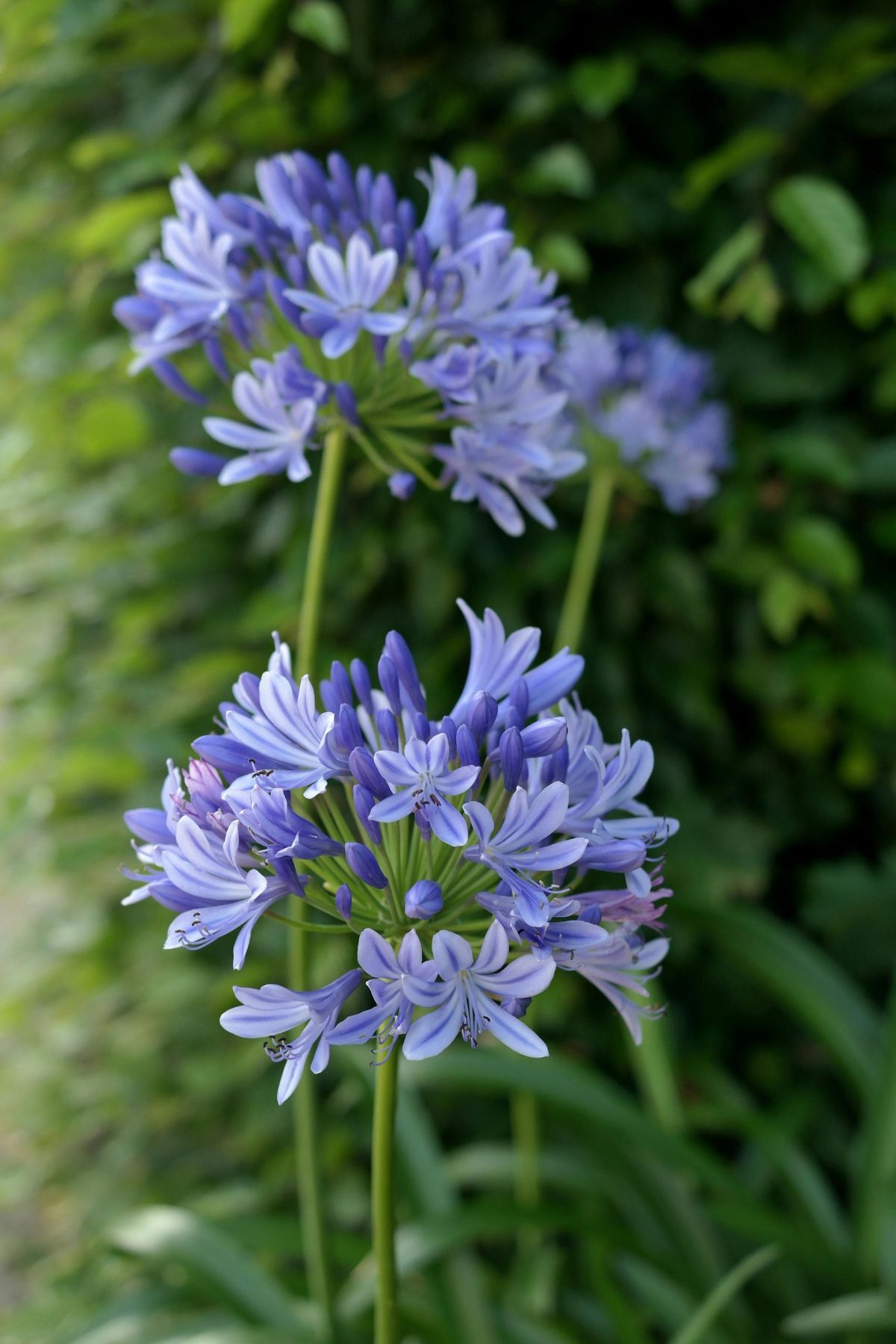 Agapanthus (Şefkat Çiçeği)