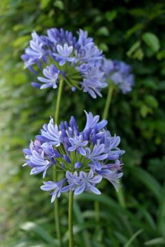 Agapanthus (Şefkat Çiçeği)