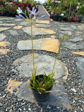 Agapanthus (Şefkat Çiçeği)