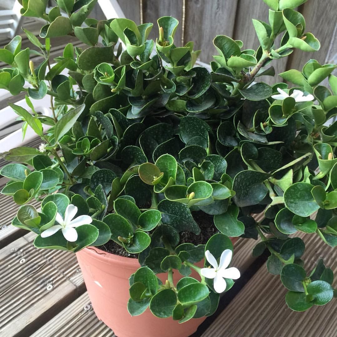 Carissa grandiflora (Natal Eriği)