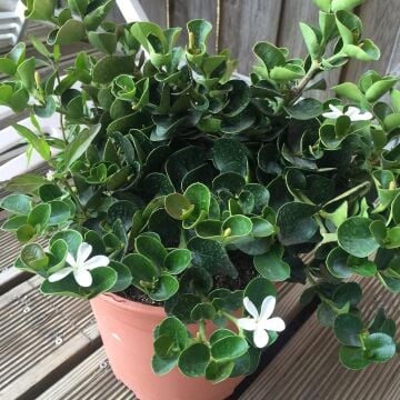 Carissa grandiflora (Natal Eriği)