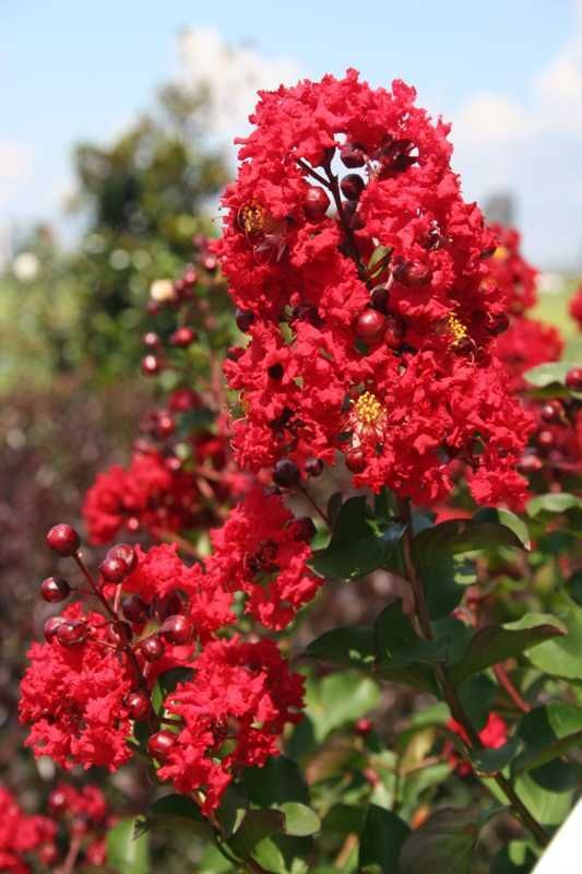 Lagerstroemia indica (Kırmızı Çiçekli Oya Ağacı) 100-10 cm