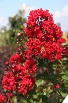 Lagerstroemia indica (Kırmızı Çiçekli Oya Ağacı) 100-10 cm