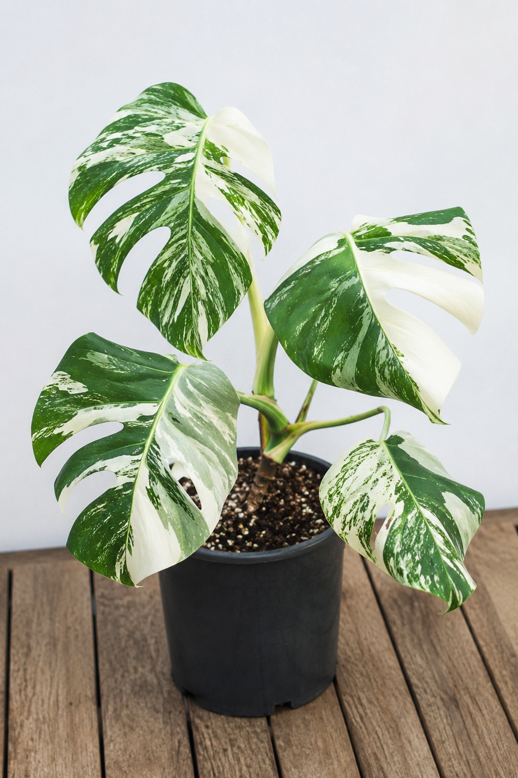 Monstera Albo Variegata (Monstera deliciosa 'Albo Variegata')