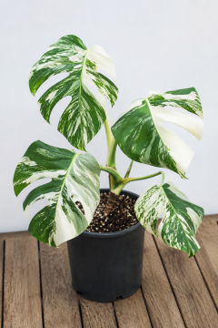 Monstera Albo Variegata (Monstera deliciosa 'Albo Variegata')