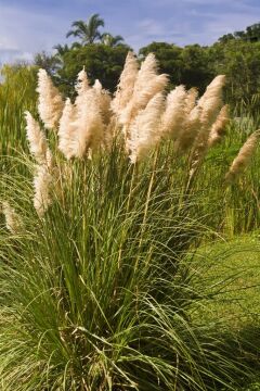 Cortaderia Bellona Pampas Otu