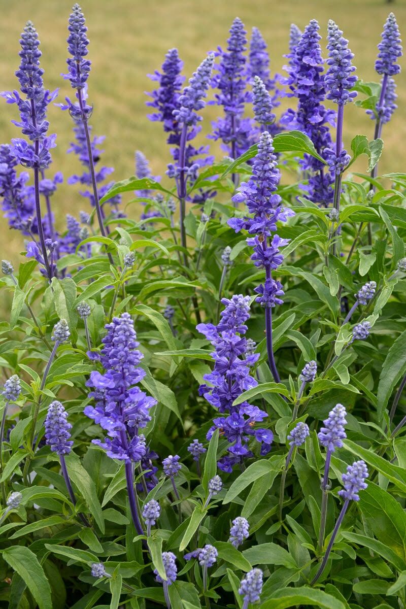 Salvia Blue (Mavi Adaçayı)