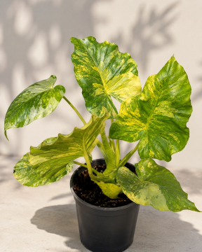 Philodendron Paraiso Verde  (Alacalı Tropikal Salon Bitkisi)