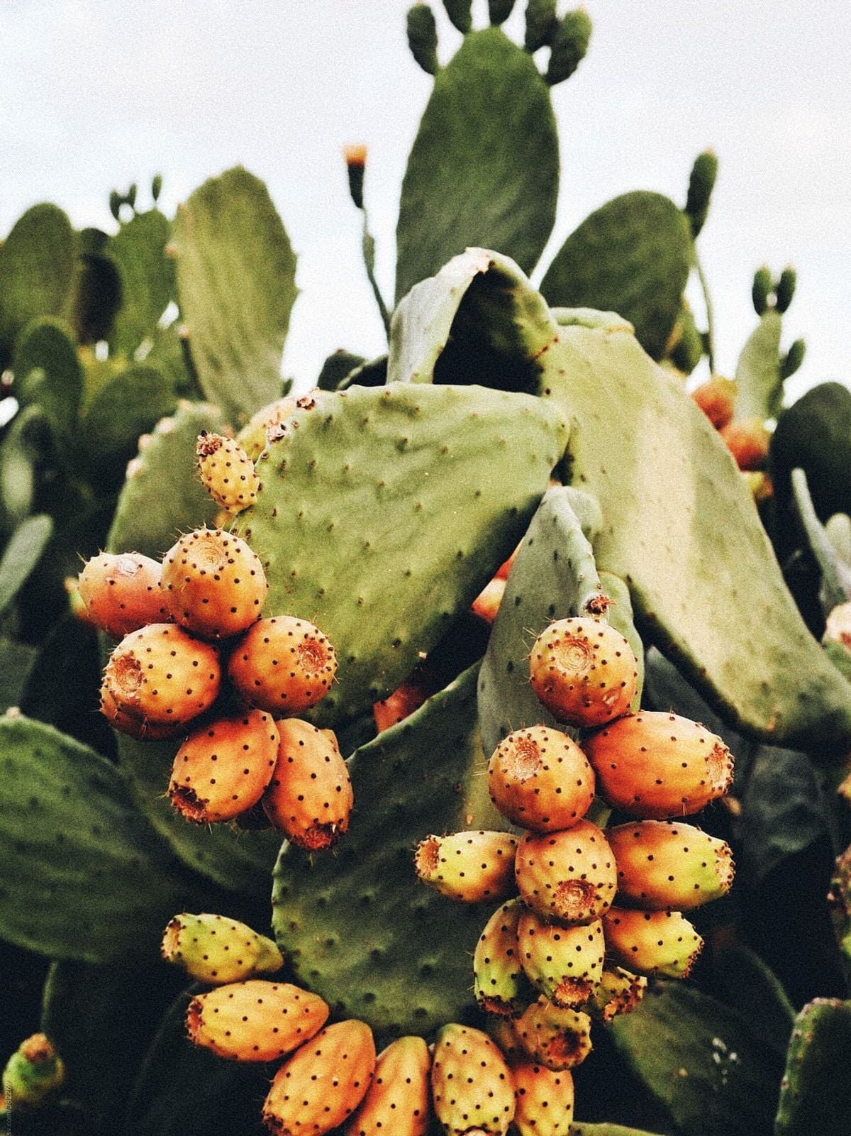 Frenk Yemişi (Opuntia ficus-indica)