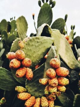 Frenk Yemişi (Opuntia ficus-indica)