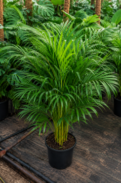 Areka Palmiyesi Large (Dypsis lutescens)