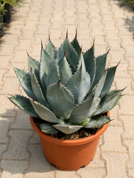 Agave parrasana (Lahana Agavı)