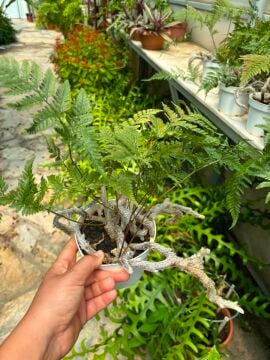 Tavşan Ayağı Eğrelti Otu (Davallia fejeensis)