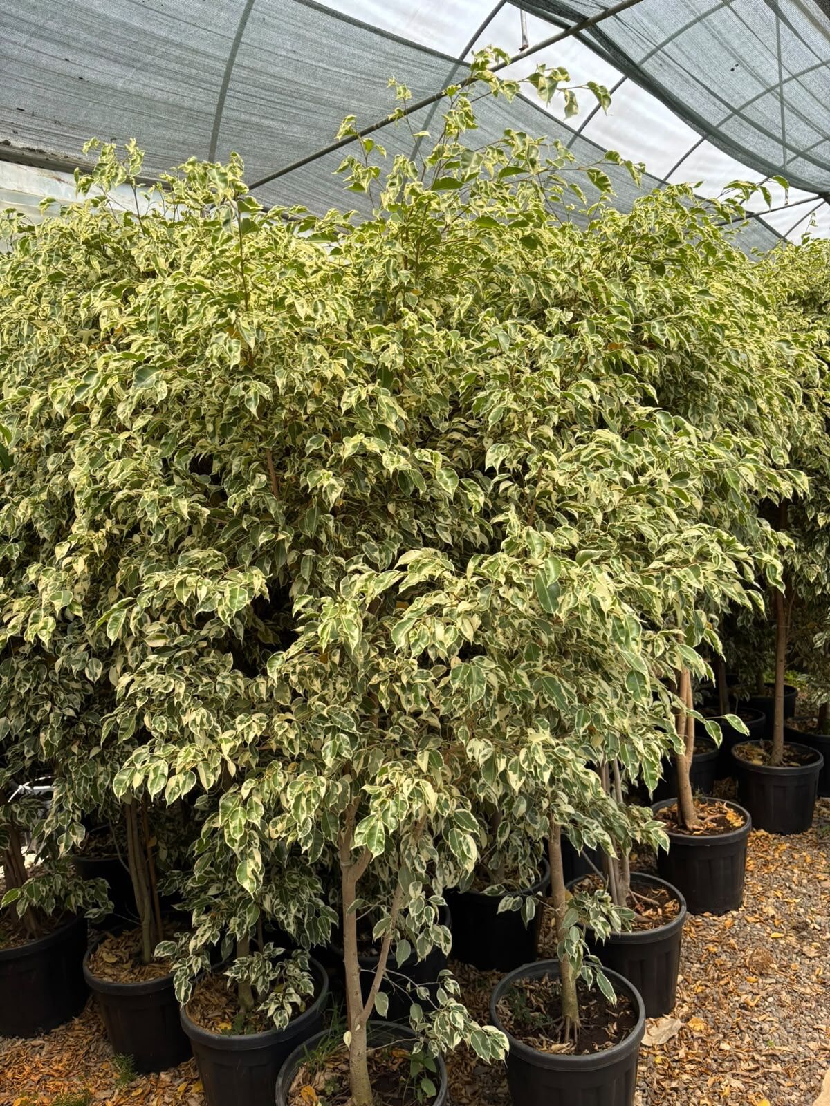 Alacalı Benjamin (Ficus benjamina 'Starlight') 180-220 cm