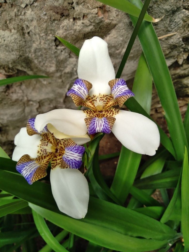 Neomarica gracilis (Yürüyen Süsen)