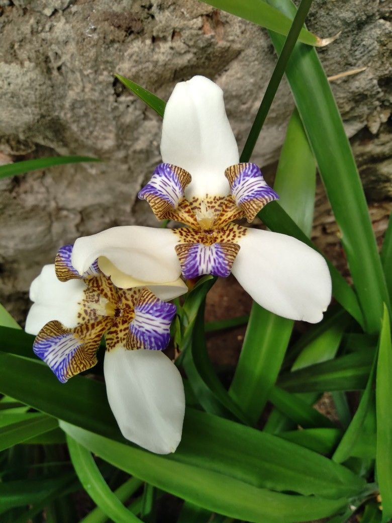 Neomarica gracilis (Yürüyen Süsen)