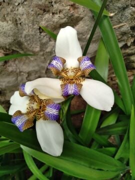 Neomarica gracilis (Yürüyen Süsen)