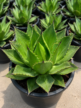Agave montana (Dağ Agavı)