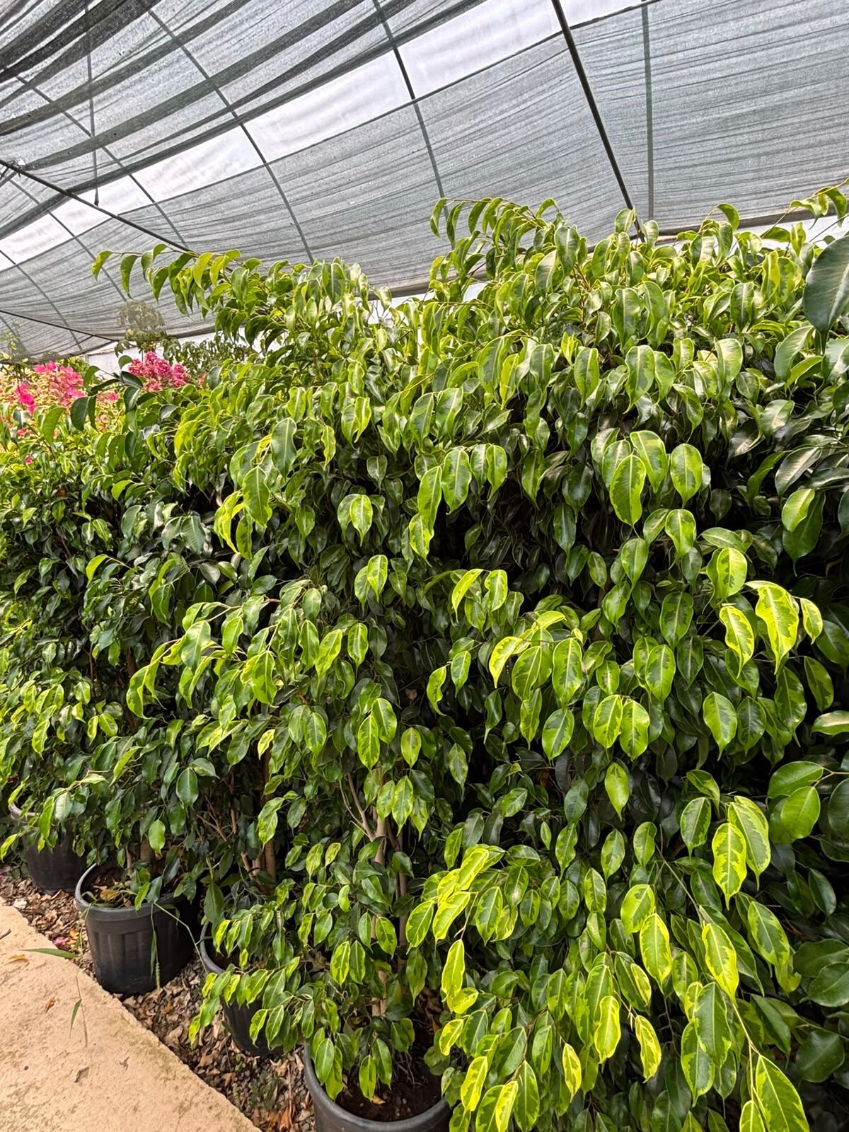 Ficus Benjamin (Ficus benjamina)