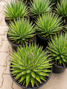Agave filifera (İplikli Agav)