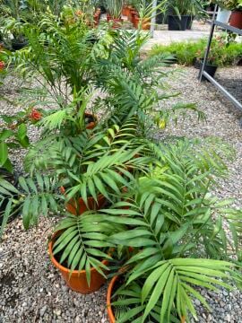 Bambu Palmiyesi (Chamaedorea seifrizii)