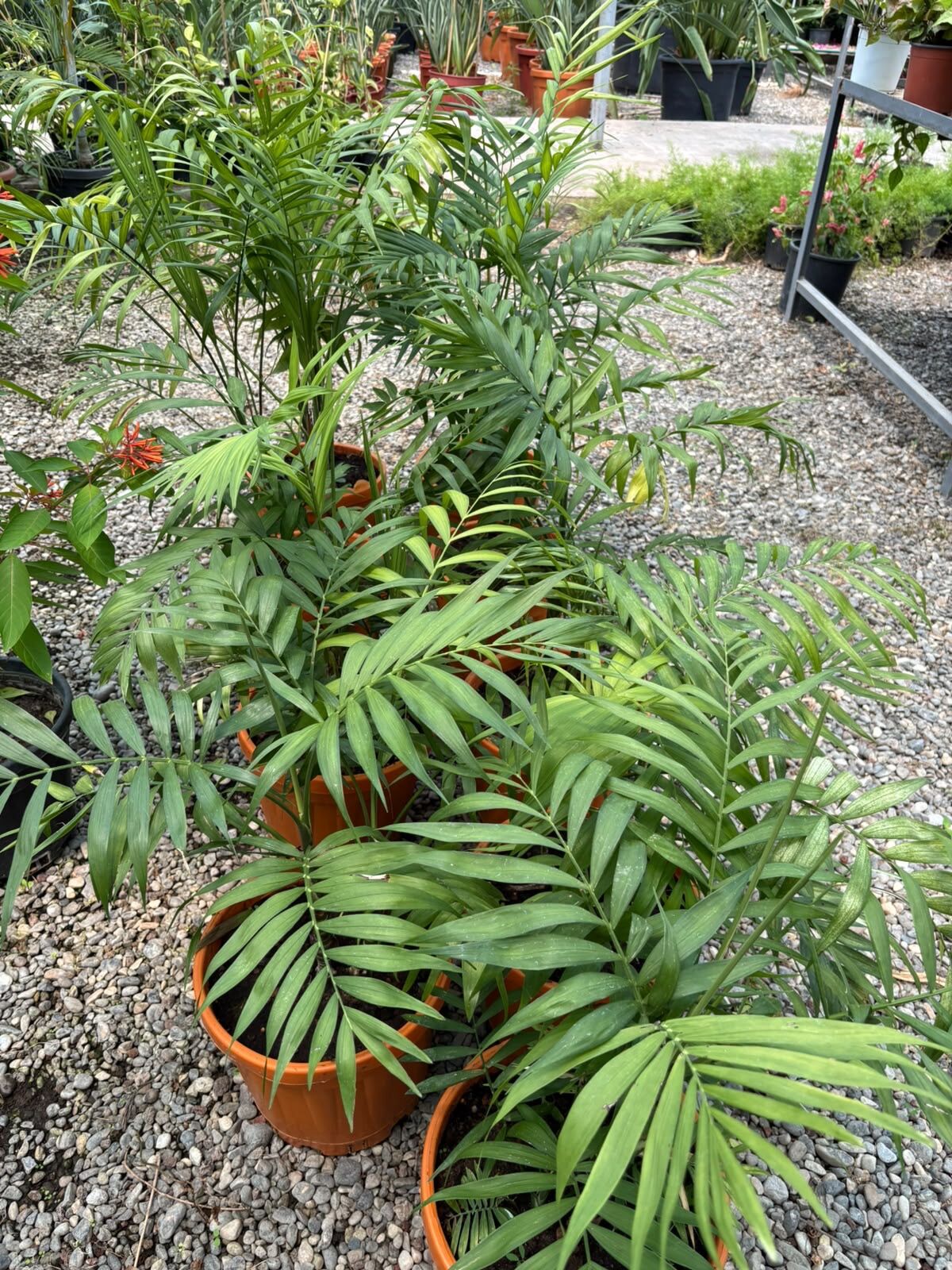 Bambu Palmiyesi (Chamaedorea seifrizii)