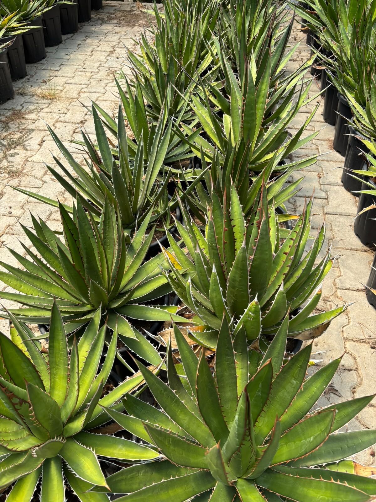 Agave garciae-mendozae