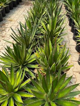 Agave garciae-mendozae