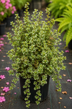 Alacalı Ficus Pumila (Ficus pumila 'Variegata')
