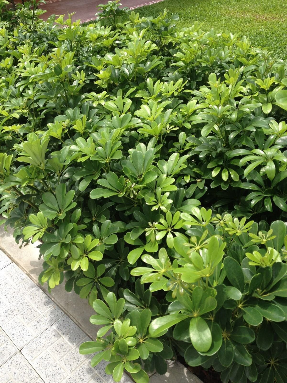 Bodur Yıldız Çalısı Pitos (Pittosporum tobira 'Nana) (7 litre saksı)