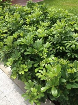 Bodur Yıldız Çalısı Pitos (Pittosporum tobira 'Nana) (7 litre saksı)