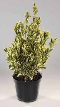 Golf Taflan (Euonymus japonicus 'Microphyllus') 7litre
