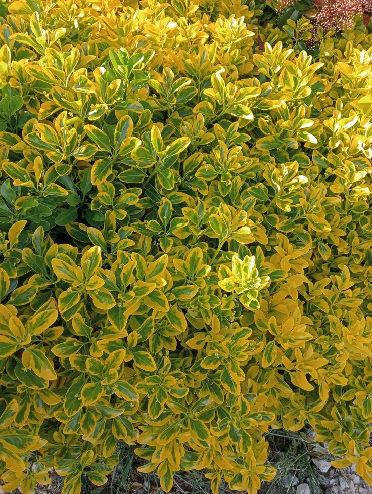 Golf Taflan (Euonymus japonicus 'Microphyllus') 7litre