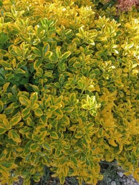 Golf Taflan (Euonymus japonicus 'Microphyllus') 7litre
