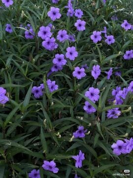 Meksika Petünyası (Ruellia simplex) – 3.5 L Saksı