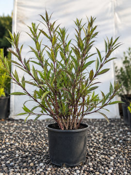 Meksika Petünyası (Ruellia simplex) – 3.5 L Saksı