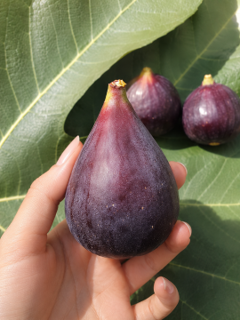 Bursa Siyahı İncir Fidanı (Ficus carica 'Bursa Siyahı')