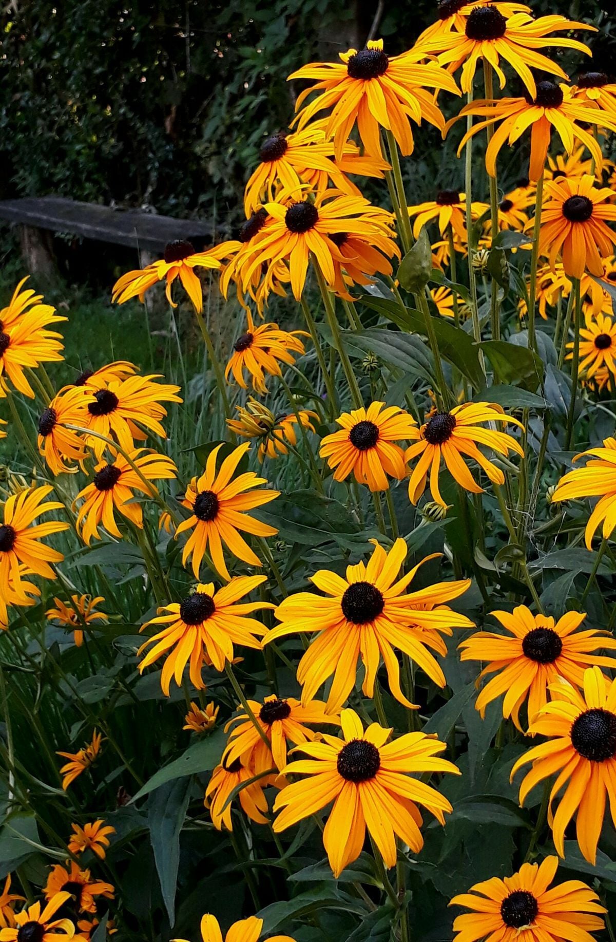 Rudbeckia fulgida – Rudbekya